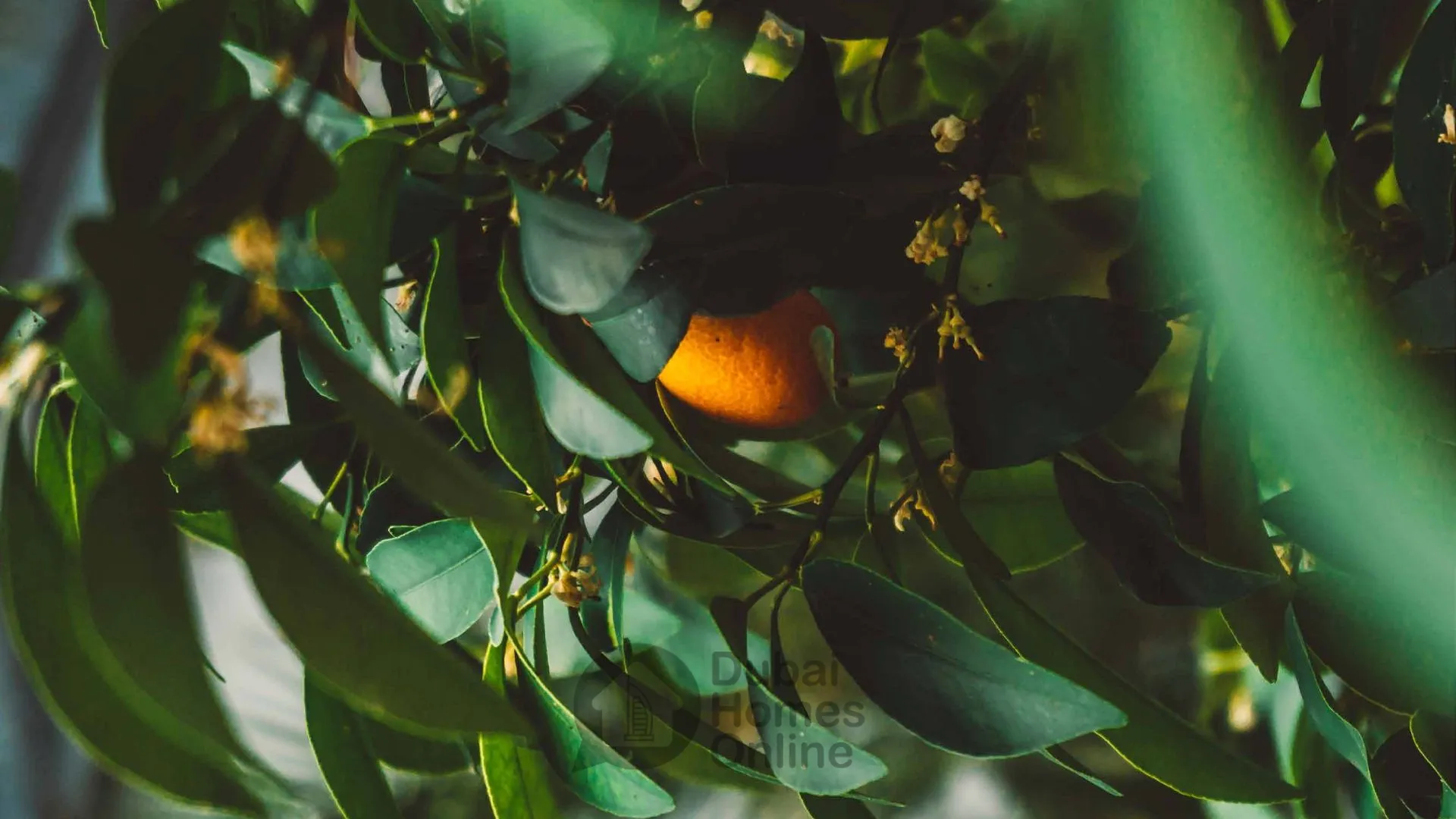 تاون هاوس داماك فيرونا للبيع في داماك هيلز 2 في دبي