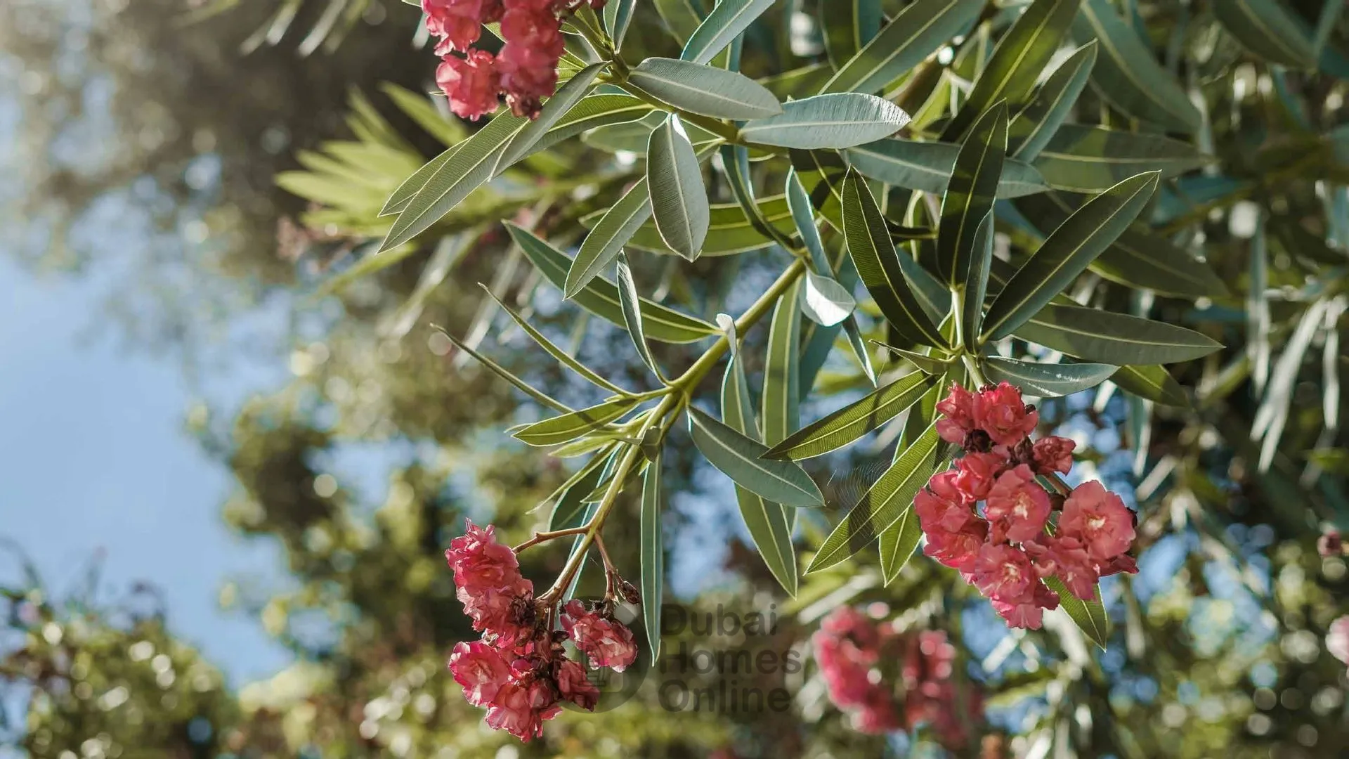 تاون هاوس داماك فيرونا للبيع في داماك هيلز 2 في دبي