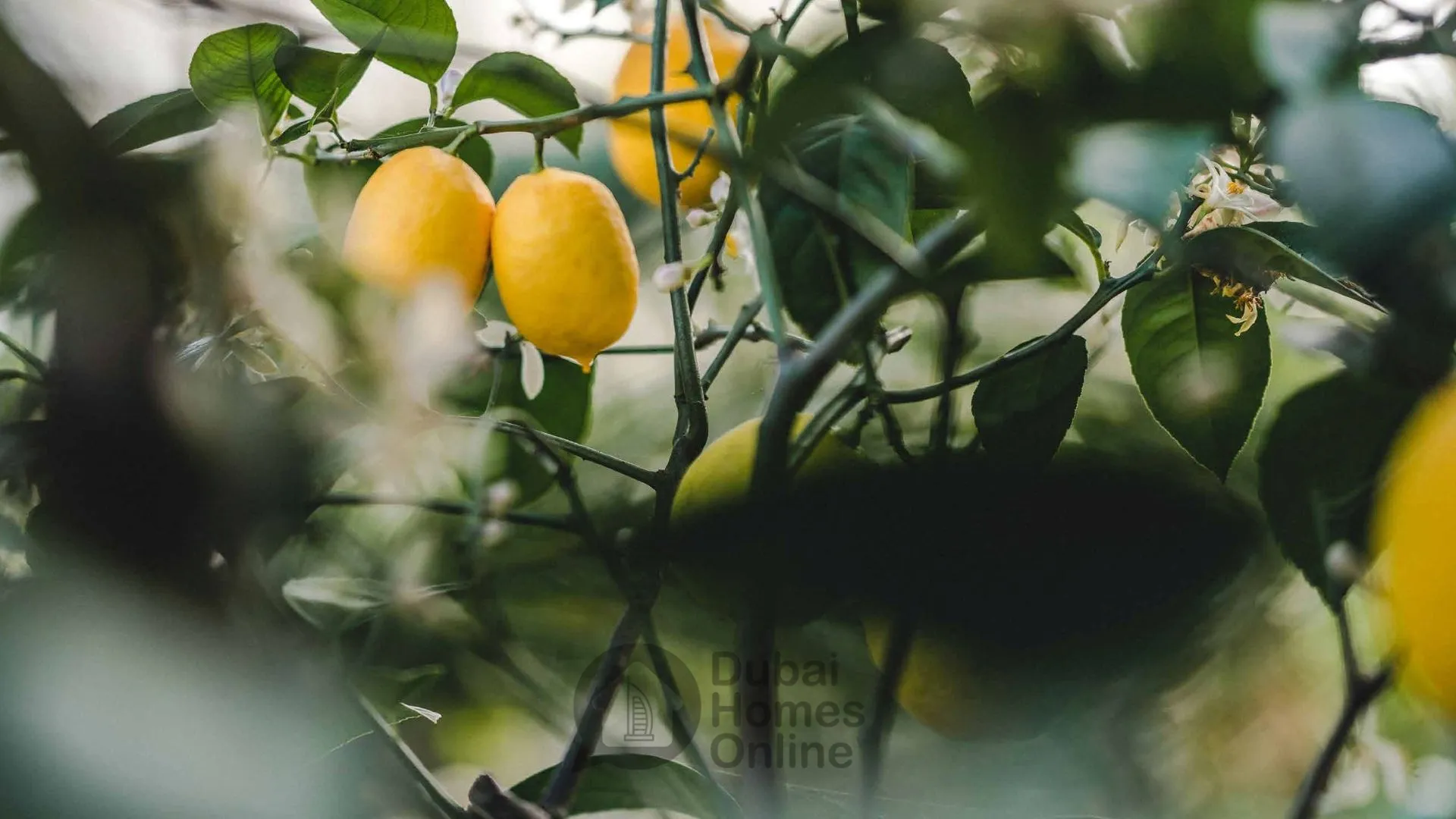 خرید تاون هاوس در پروژه داماک ورونا تاون در منطقه داماک هیلز 2 دبی